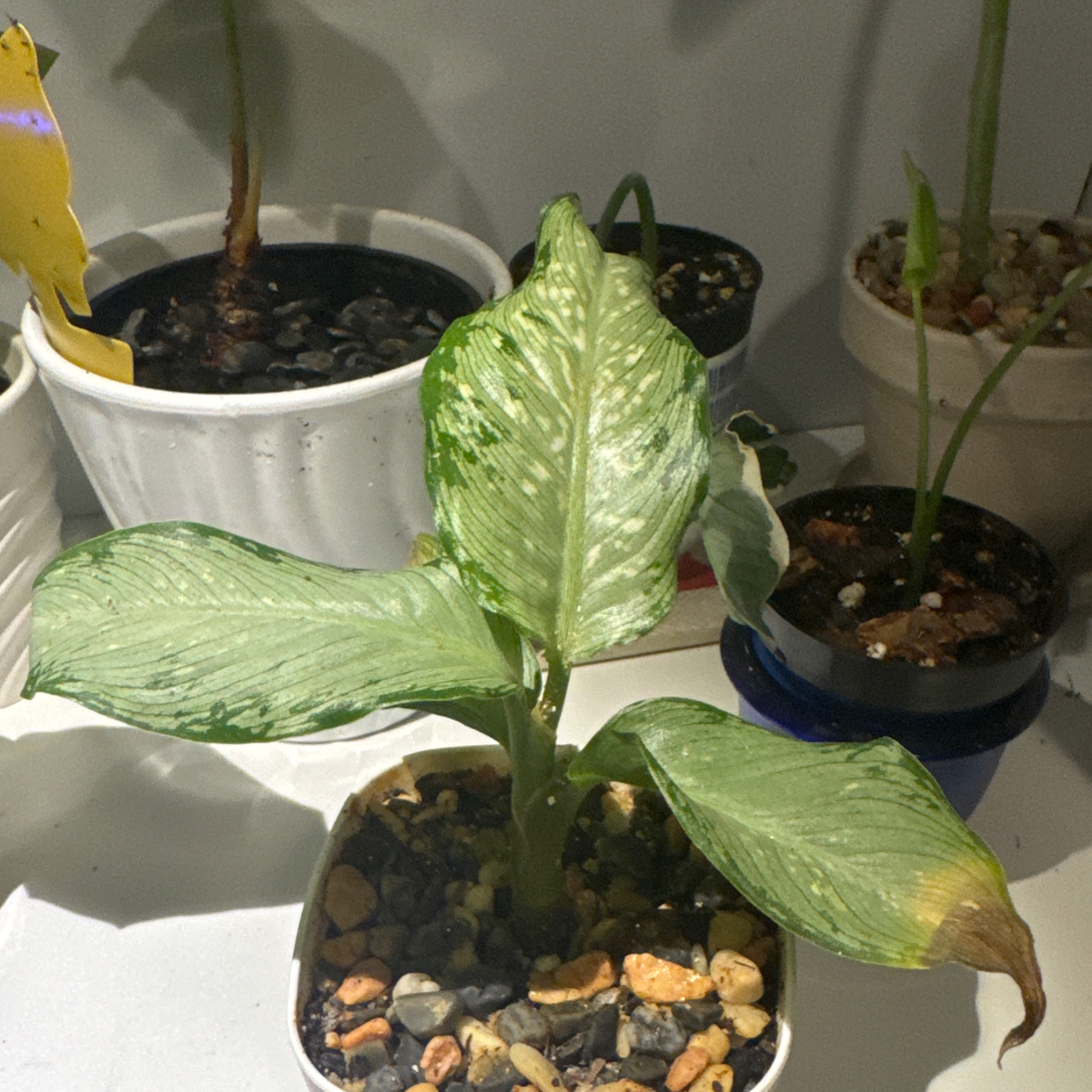 Photo of the plant species Dumb Cane 'Tiki' by @GoodGasteria85 named Diana Tiki on Greg, the plant care app