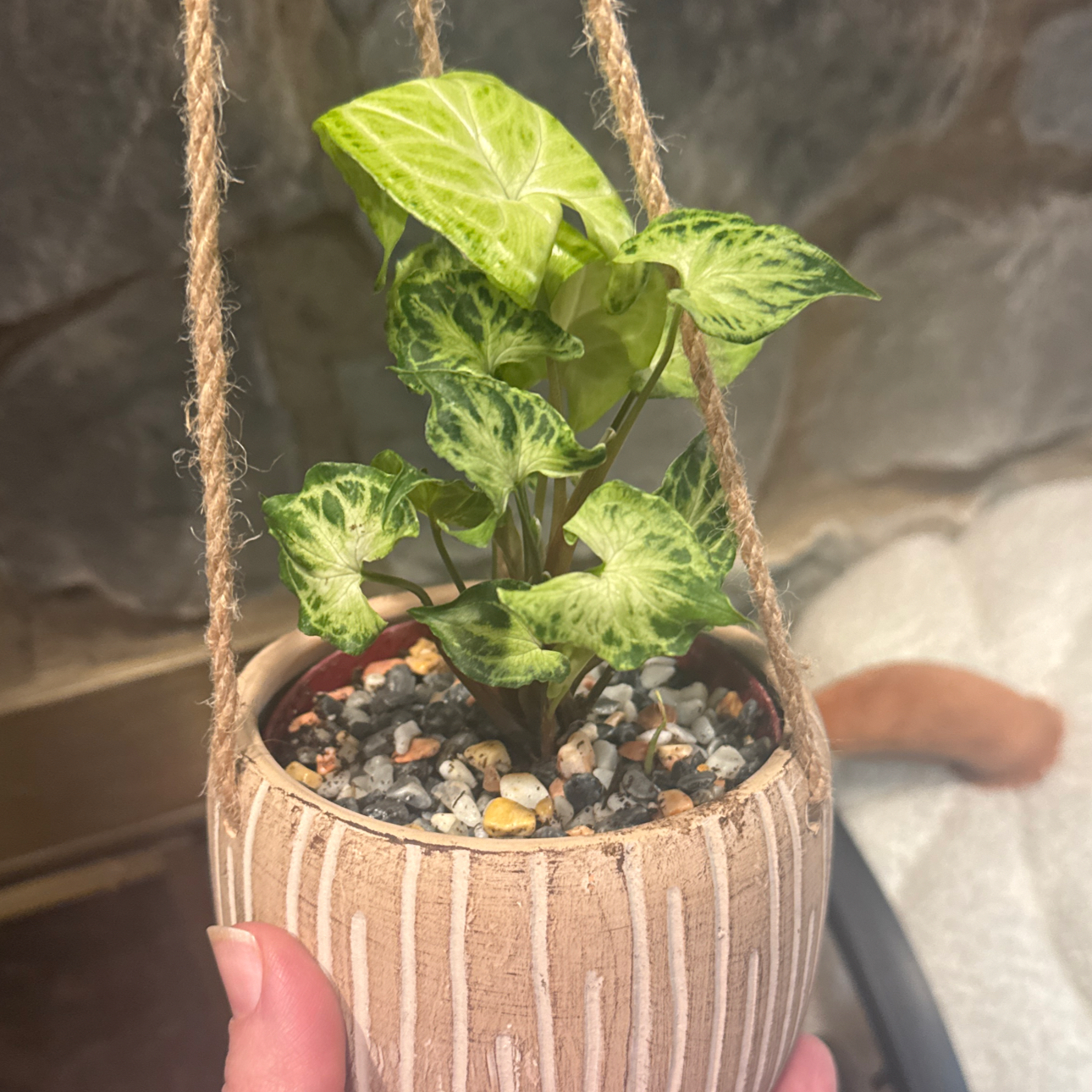 Photo of the plant species Syngonium by @GoodGasteria85 named Kobe on Greg, the plant care app