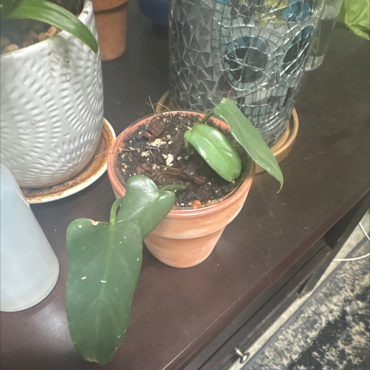 Photo of the plant species Horsehead Philodendron by @GoodGasteria85 named Bobcats on Greg, the plant care app