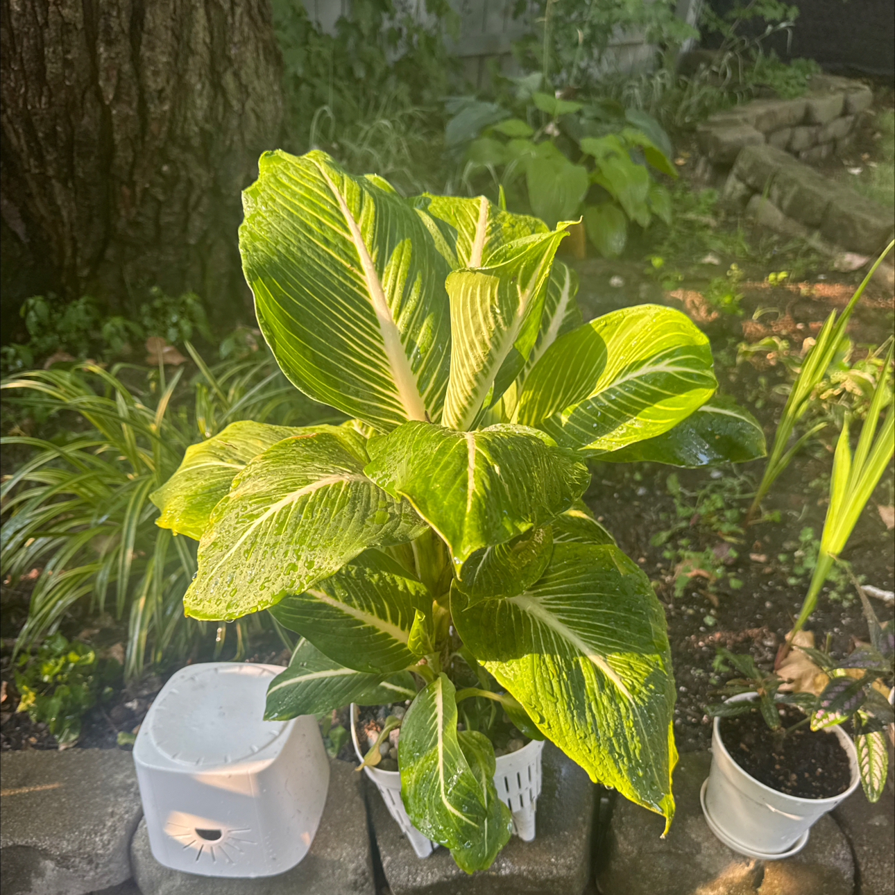 Photo of the plant species Sterling Dieffenbachia by @GoodGasteria85 named Diana Sterling on Greg, the plant care app