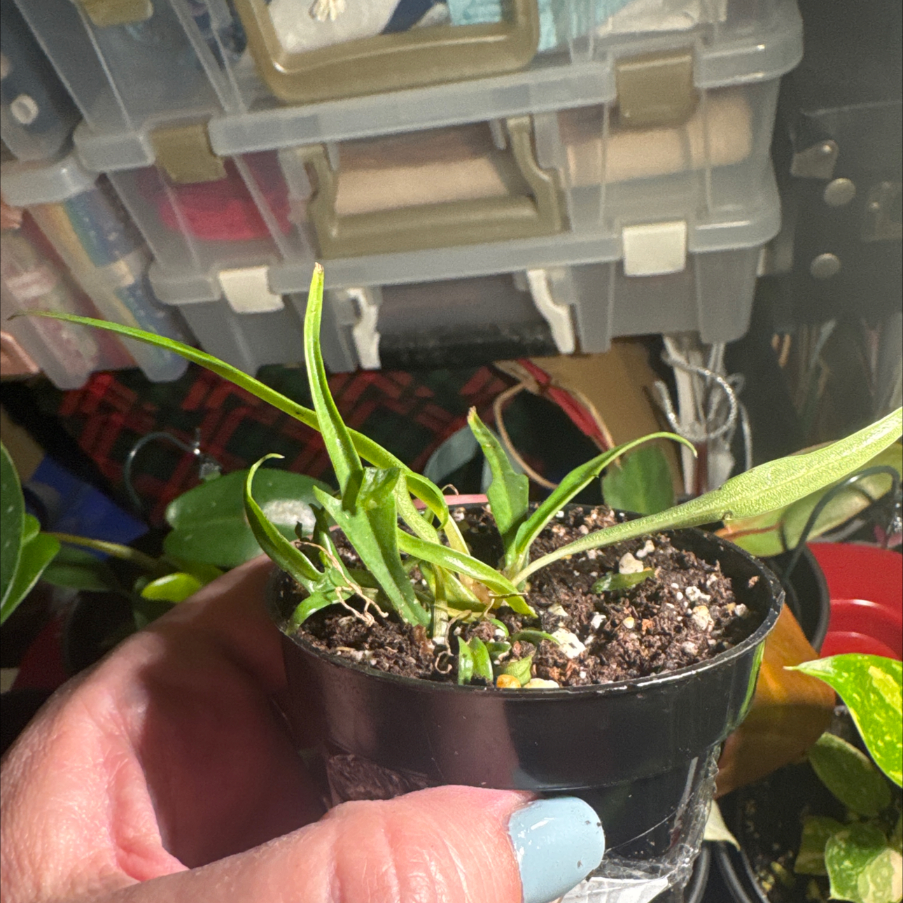 Photo of the plant species Philodendron tortum by @GoodGasteria85 named Phil Tortum on Greg, the plant care app