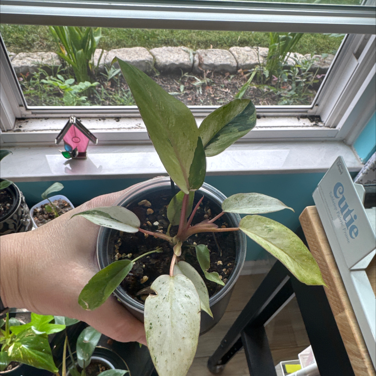 Photo of the plant species Philodendron Snowdrift by @GoodGasteria85 named Phil Snowdrift on Greg, the plant care app