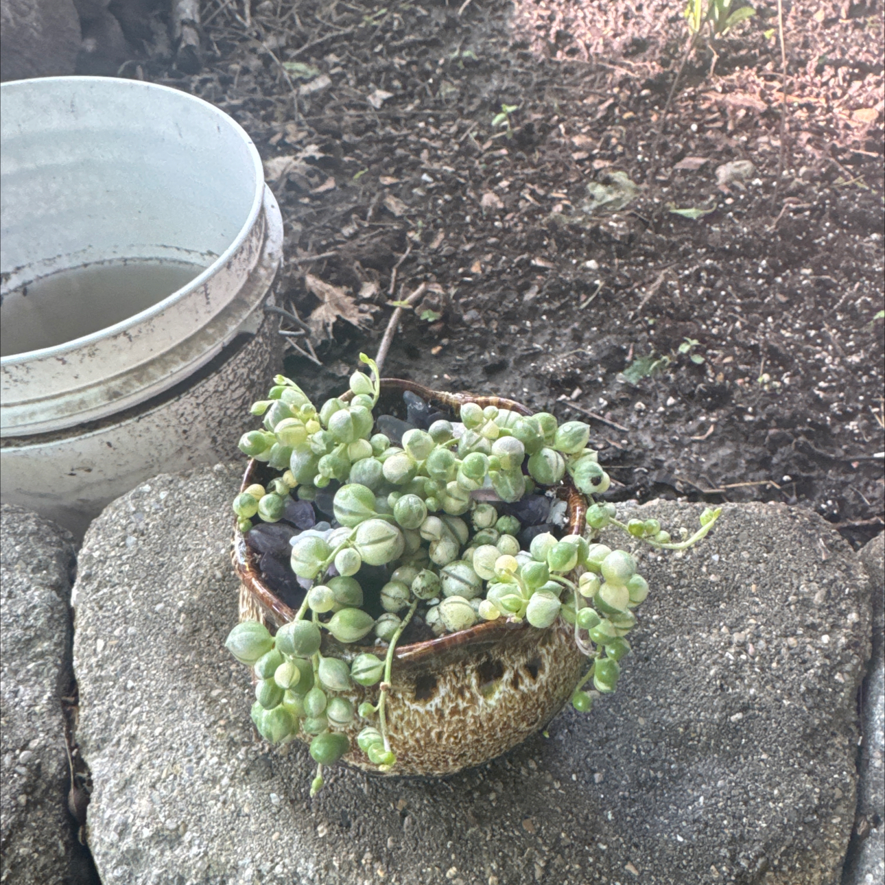 Photo of the plant species String Of Pearls by @GoodGasteria85 named Mando on Greg, the plant care app
