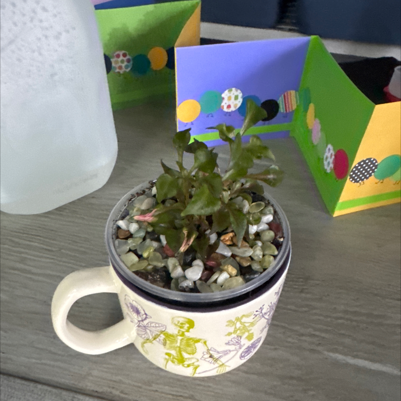 Photo of the plant species Hairy Joyweed by @GoodGasteria85 named Bella on Greg, the plant care app