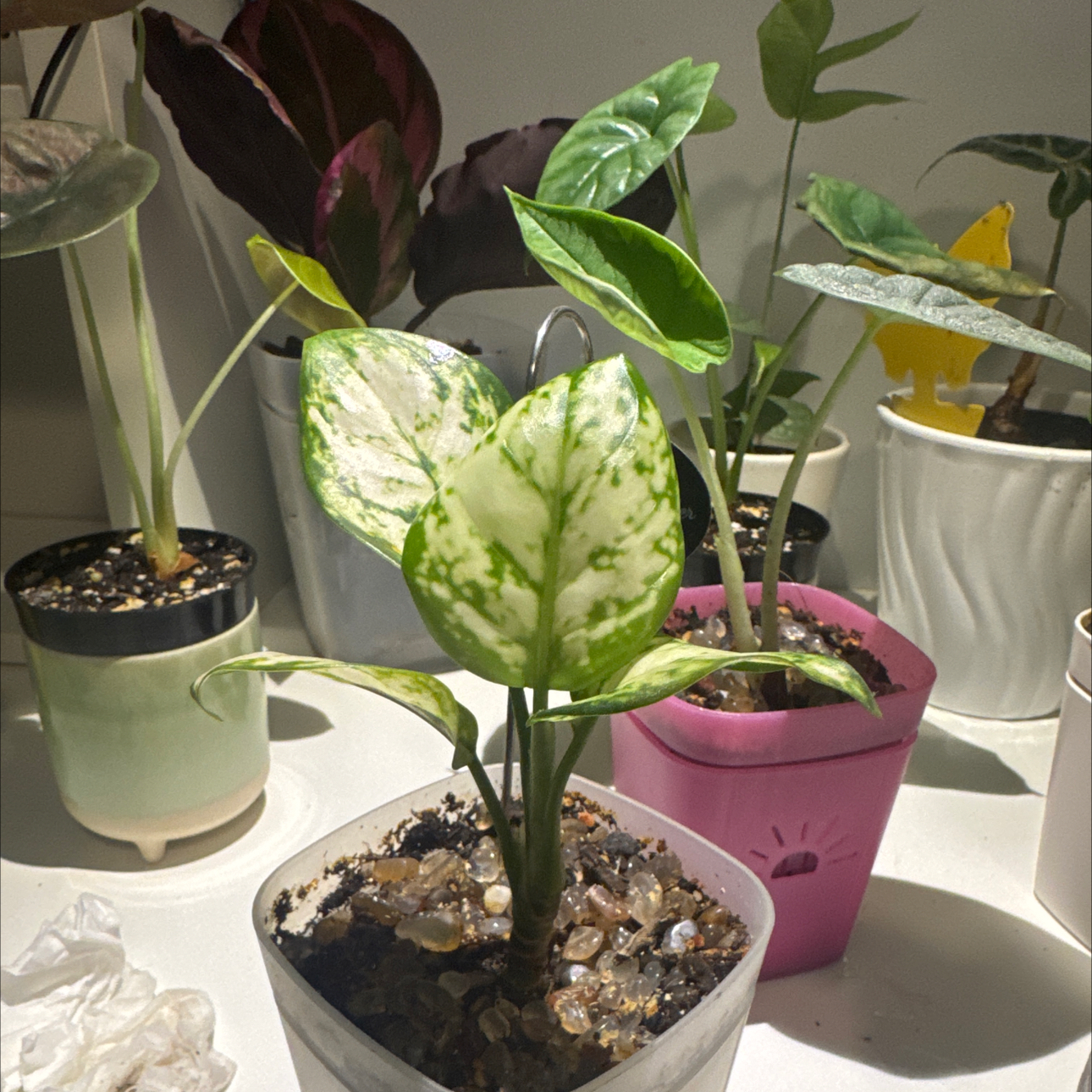 Photo of the plant species Aglaonema 'Super White' by @GoodGasteria85 named Aggie Super White on Greg, the plant care app