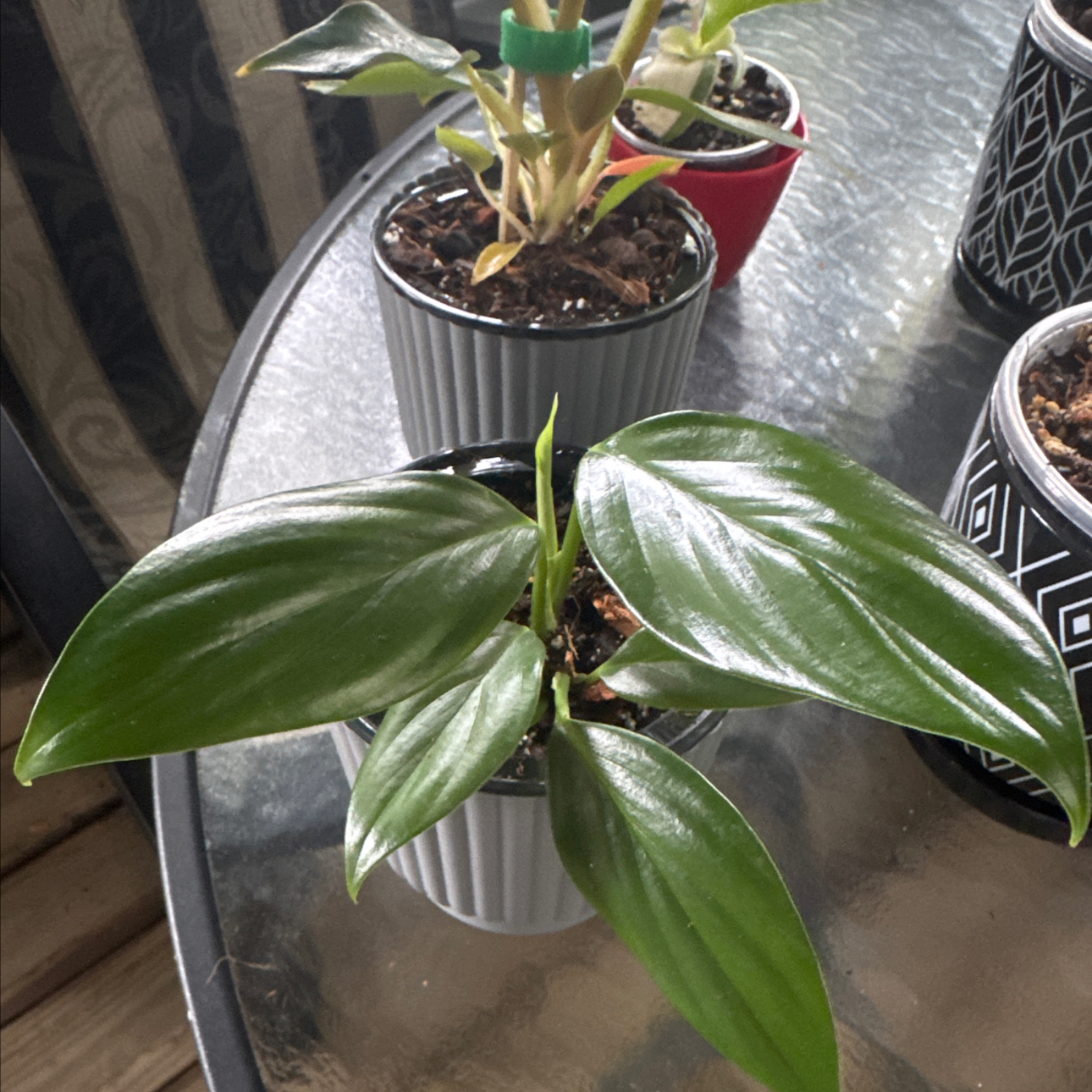 Photo of the plant species Philodendron Dragon Tail by @GoodGasteria85 named Phil Dragon Tail on Greg, the plant care app