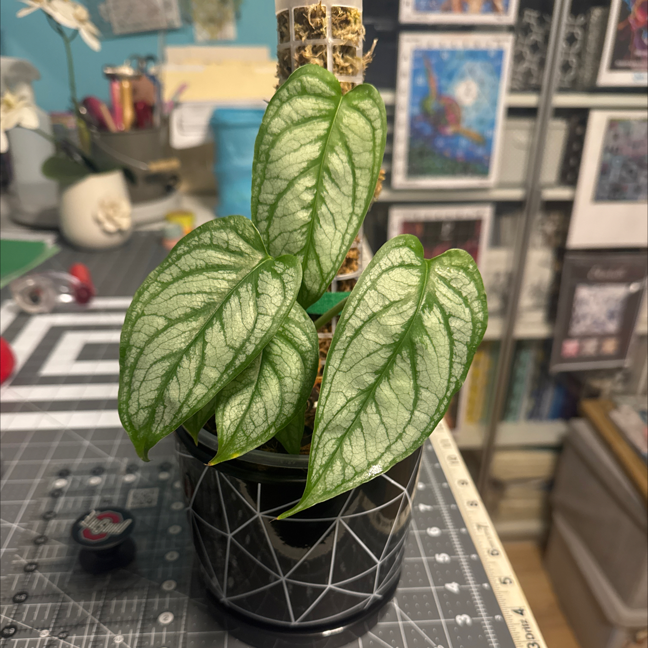 Photo of the plant species monstera siltepecanna by @GoodGasteria85 named Messi on Greg, the plant care app