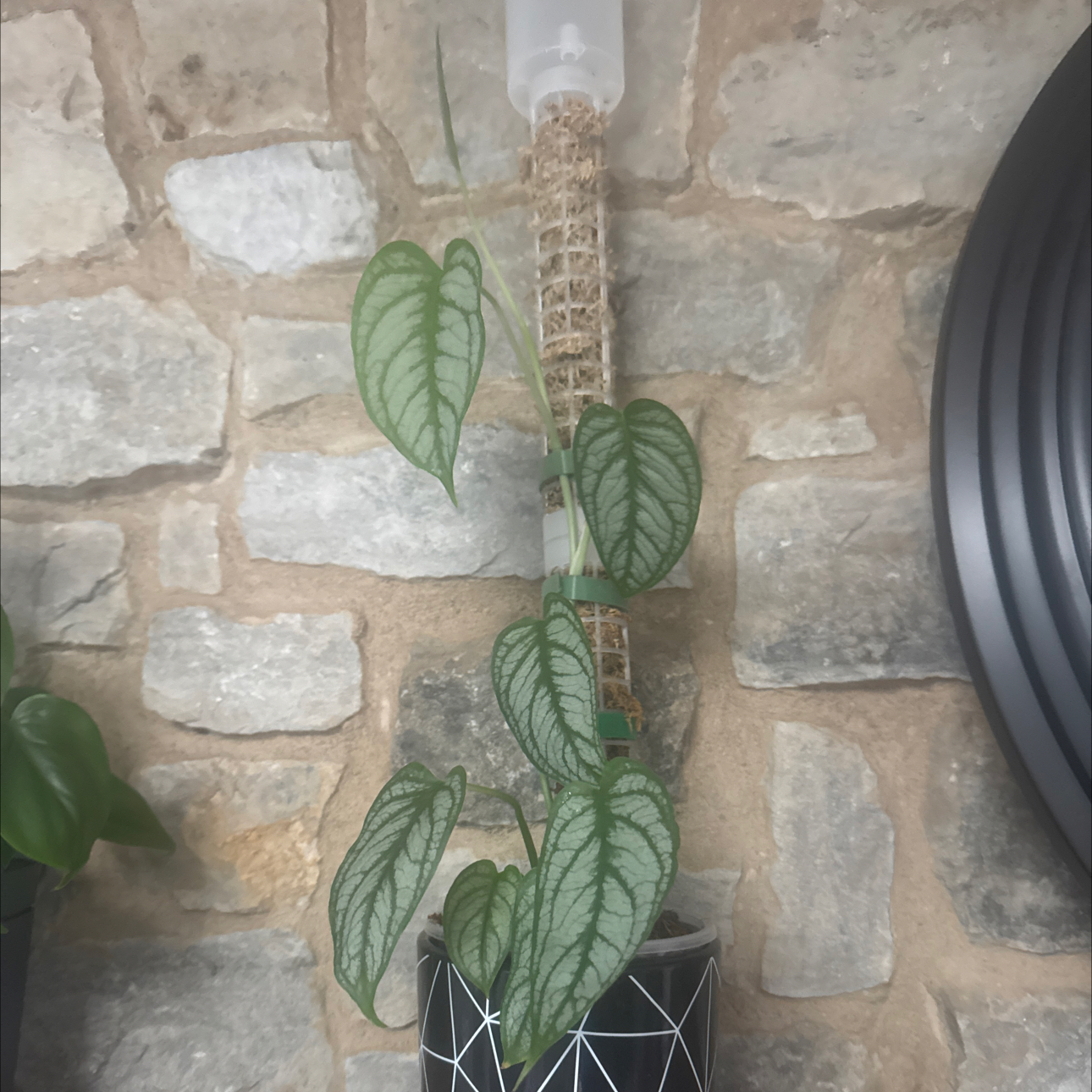 Photo of the plant species monstera siltepecanna by @GoodGasteria85 named Monte Siltepecanna on Greg, the plant care app