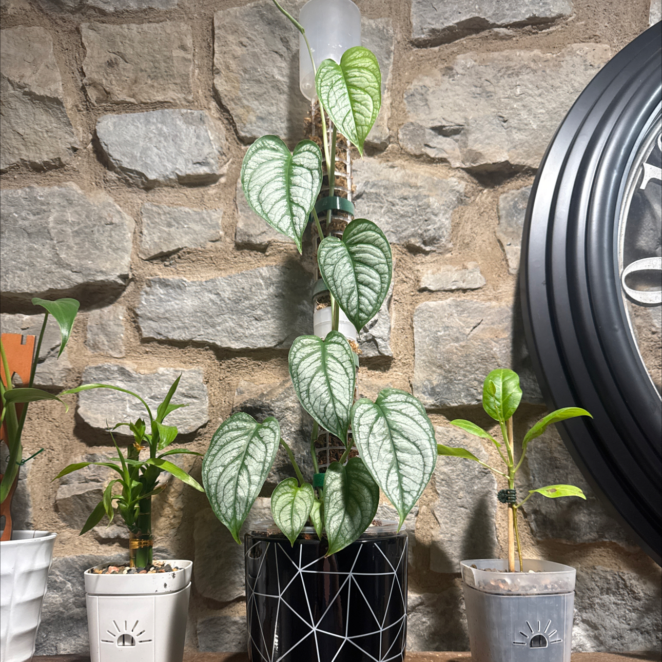 Photo of the plant species monstera siltepecanna by @GoodGasteria85 named Monte Siltepecanna on Greg, the plant care app