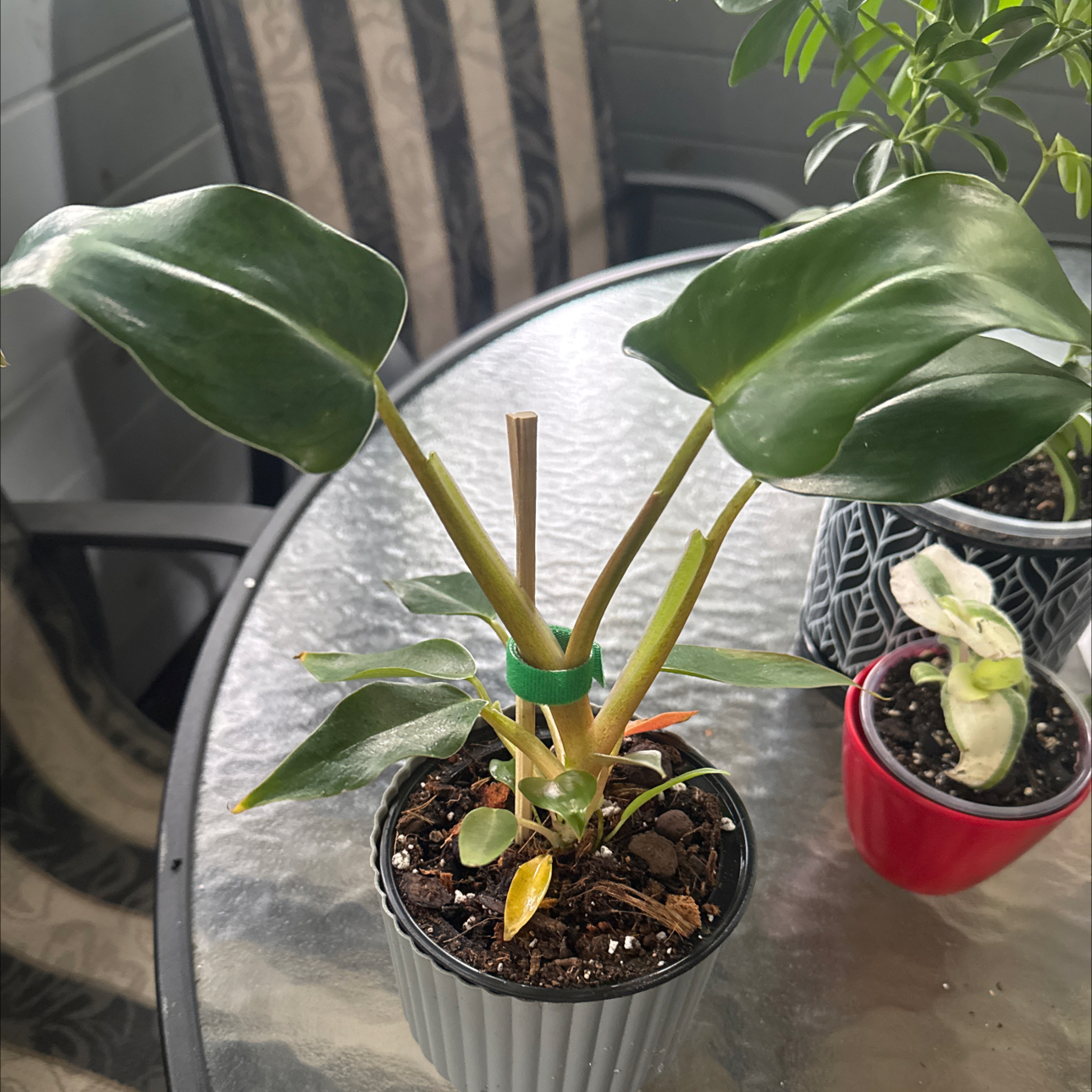 Photo of the plant species Philodendron mexicanum by @GoodGasteria85 named Phil Mexicanum on Greg, the plant care app