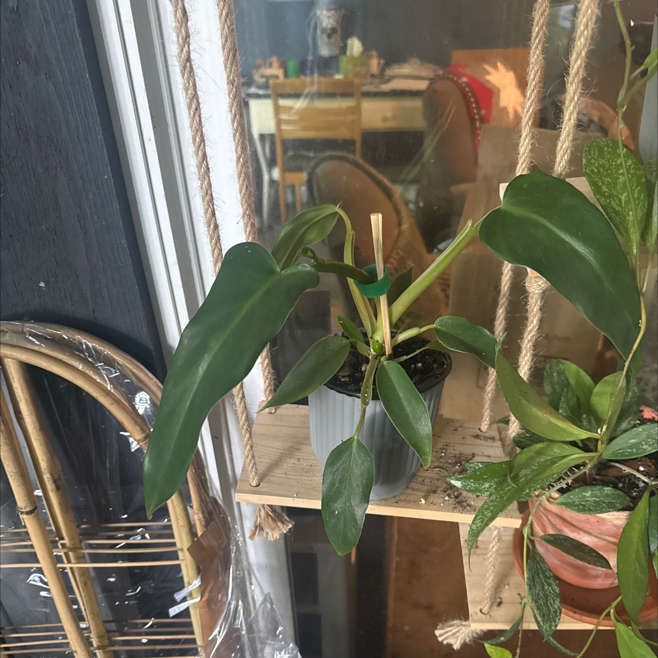 Photo of the plant species Philodendron mexicanum by @GoodGasteria85 named Phil Mexicanum on Greg, the plant care app