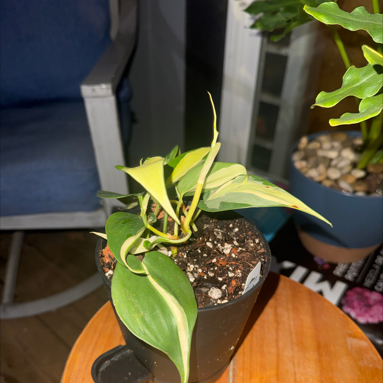 Photo of the plant species philodendron silver stripe by @GoodGasteria85 named Phil Silver Stripe on Greg, the plant care app