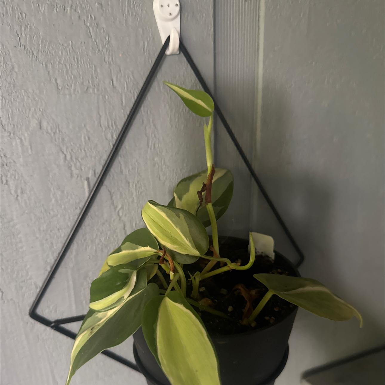 Photo of the plant species philodendron silver stripe by @GoodGasteria85 named Phil Silver Stripe on Greg, the plant care app