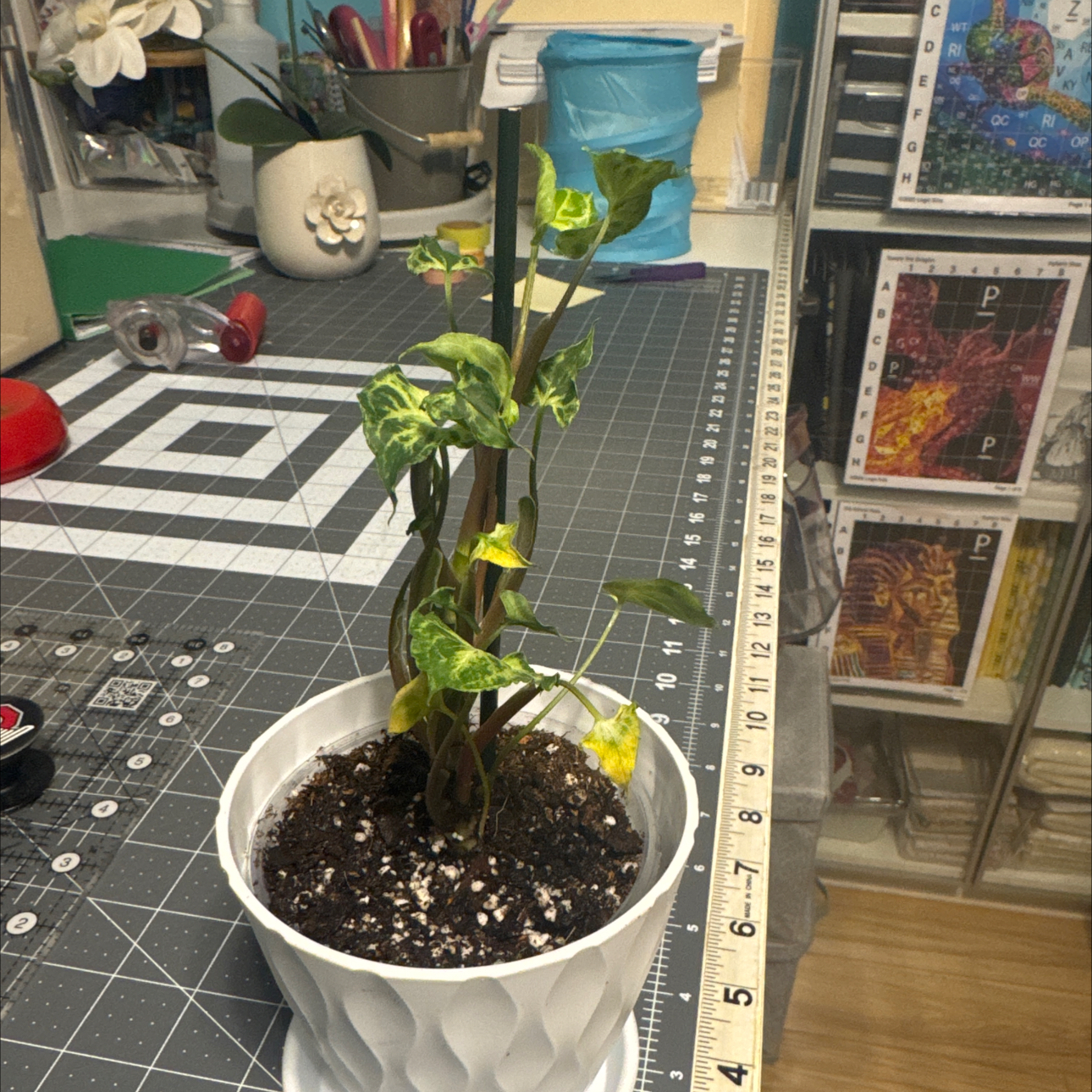 Photo of the plant species Syngonium by @GoodGasteria85 named Syngonium batik on Greg, the plant care app