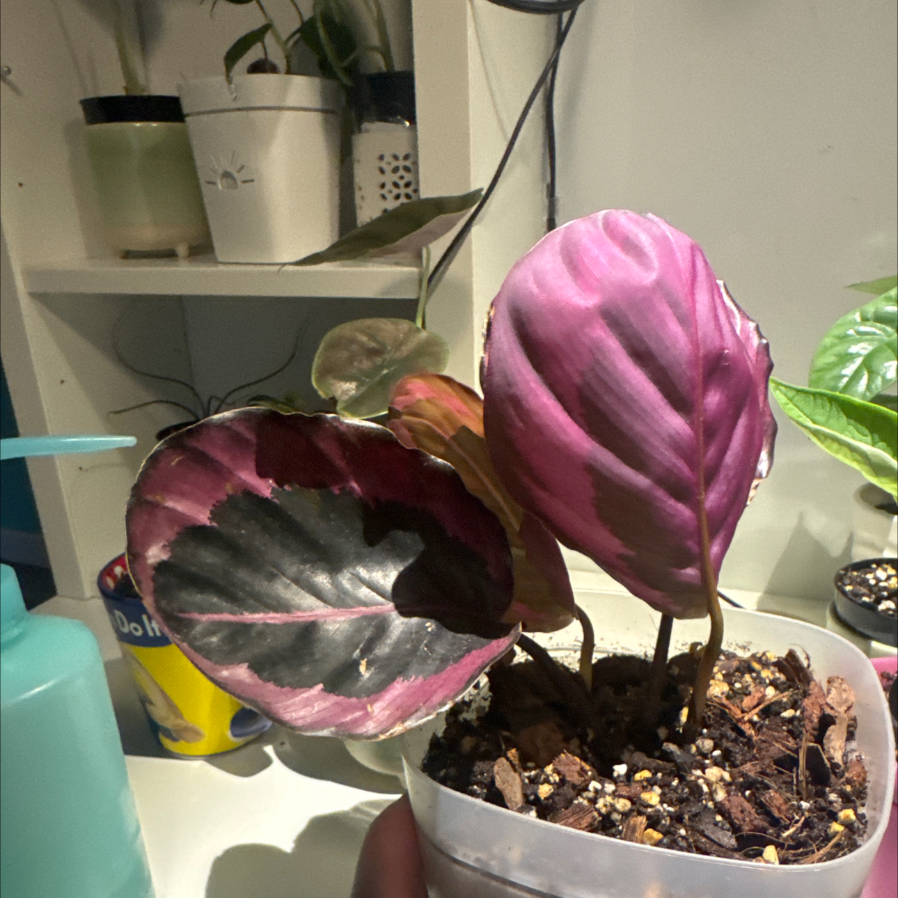 Photo of the plant species Calathea Rosy by @GoodGasteria85 named Cali Rosy on Greg, the plant care app