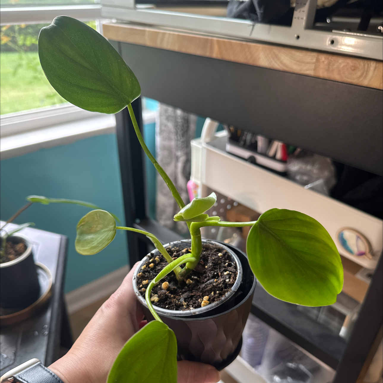 Photo of the plant species Philodendron grazielae by @GoodGasteria85 named Phil Sparkling Heart on Greg, the plant care app