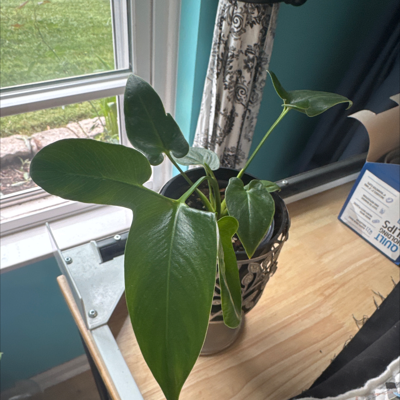Photo of the plant species Thaumatophyllum spruceanum by @GoodGasteria85 named Phil Goeldii on Greg, the plant care app