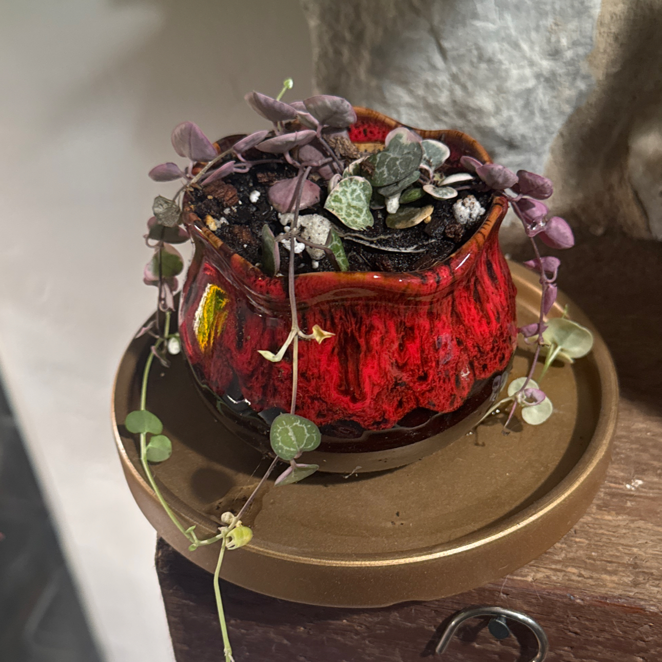 Photo of the plant species String of Hearts, varigated by @GoodGasteria85 named Red queen on Greg, the plant care app