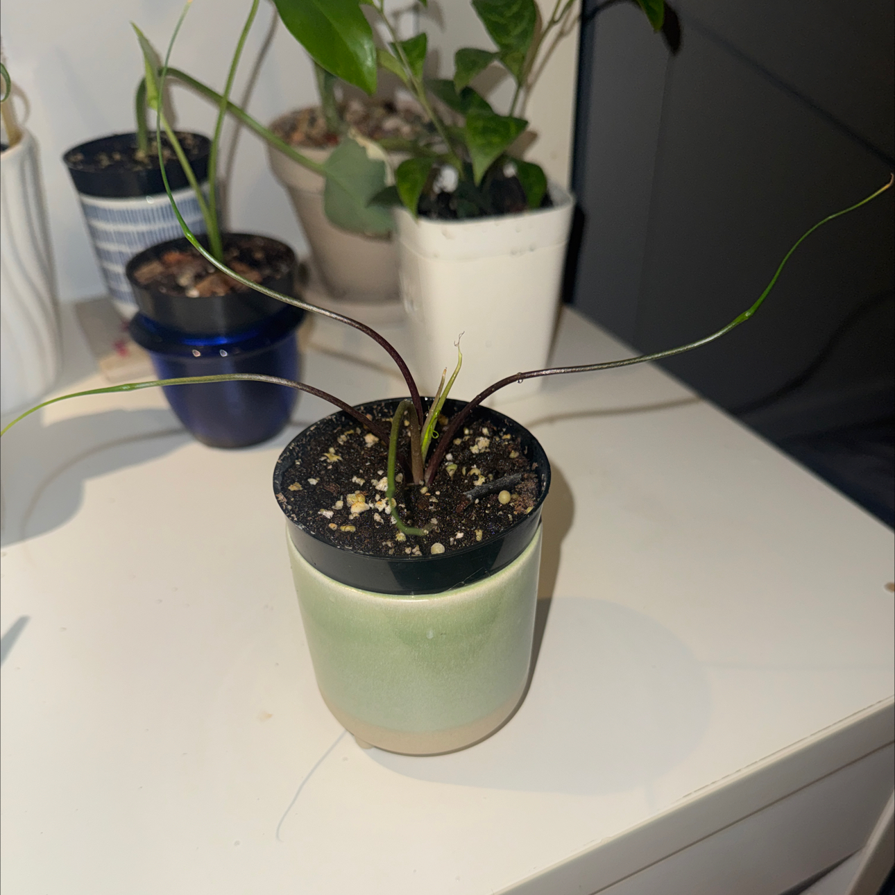 Photo of the plant species Alocasia Flying Squid by @GoodGasteria85 named Ally Flying Squid on Greg, the plant care app
