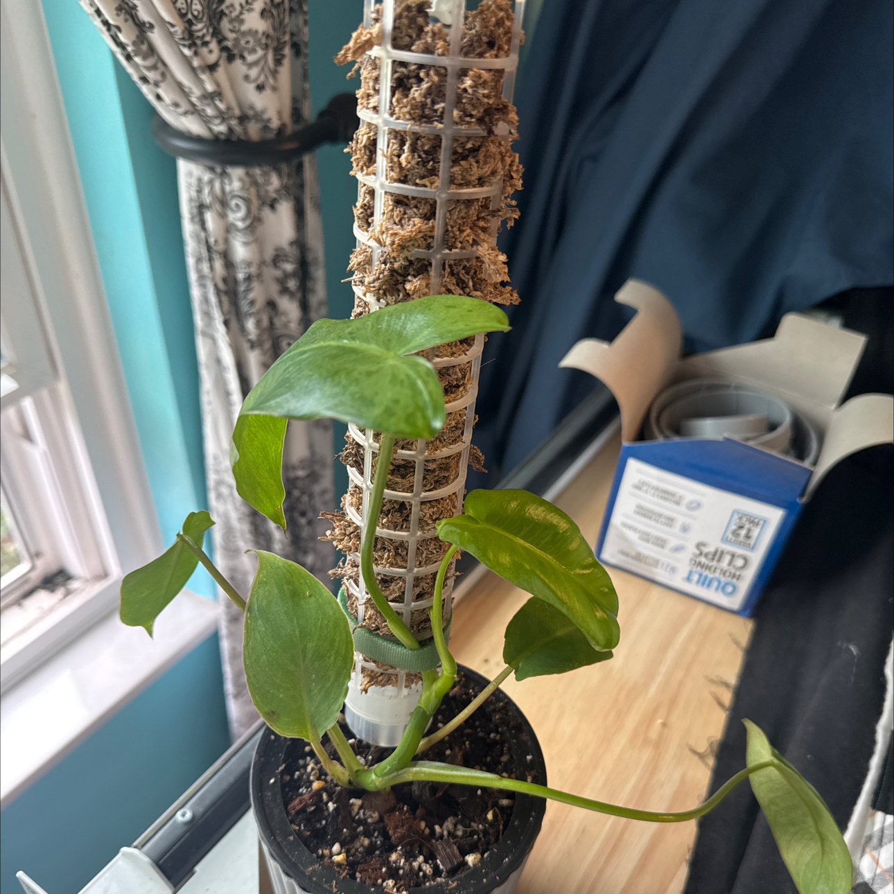 Photo of the plant species Paraiso Verde Philodendron by @GoodGasteria85 named Phil Paraiso Verde on Greg, the plant care app