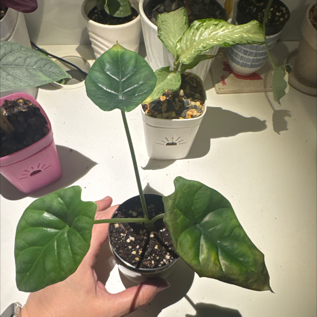 Photo of the plant species Alocasia by @GoodGasteria85 named Ally Quilted green on Greg, the plant care app