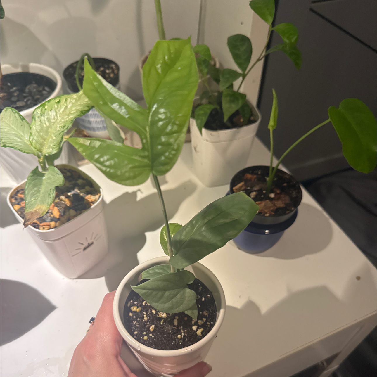 Photo of the plant species Amydrium 'Spider Man' by @GoodGasteria85 named Monte Spider-Man on Greg, the plant care app