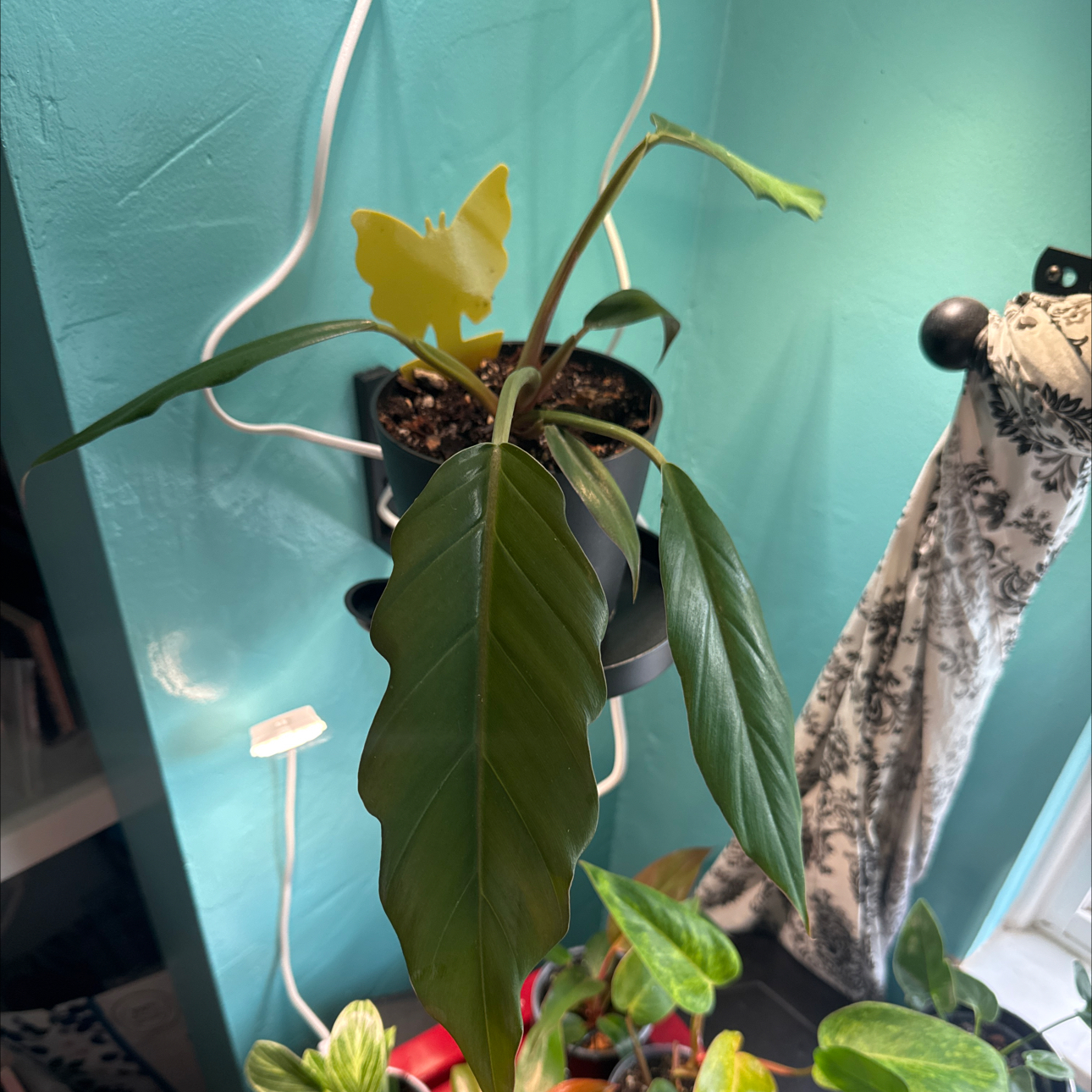 Photo of the plant species Philodendron 'Pluto' by @GoodGasteria85 named Phil Pluto on Greg, the plant care app