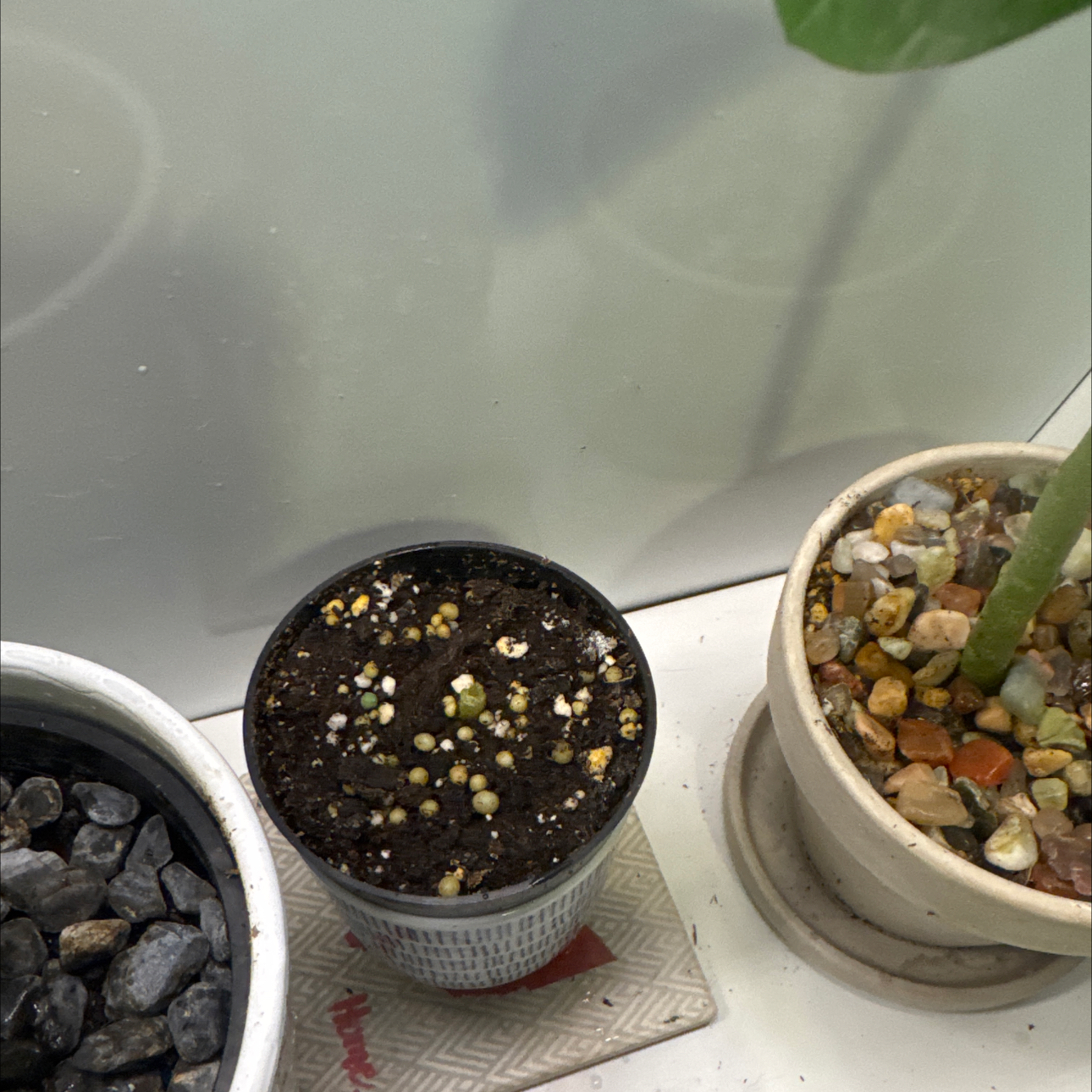 Photo of the plant species Mickey Mouse by @GoodGasteria85 named Ally Micky Mouse on Greg, the plant care app