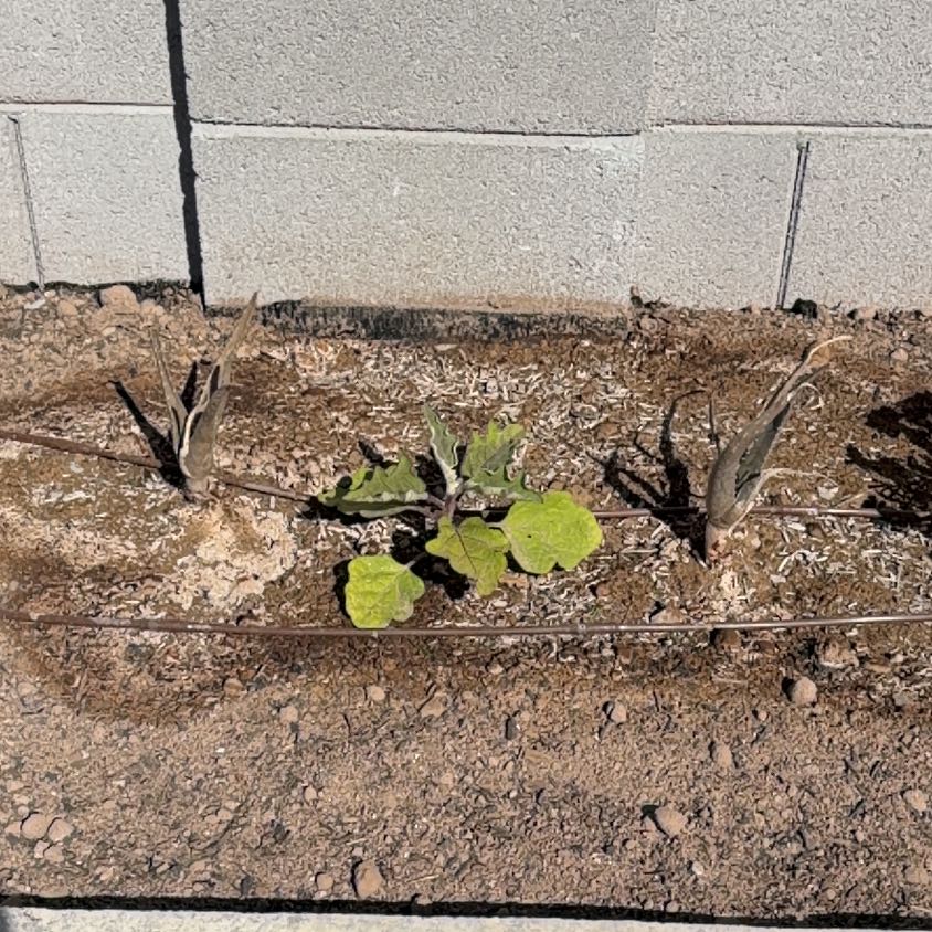 Photo of the plant species Eggplant by @QuickRedtree81 named Bieber on Greg, the plant care app