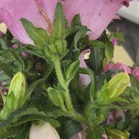 Photo of the plant species Canterbury Bells by @CozyRemuremu8 named Fernie Saunders on Greg, the plant care app