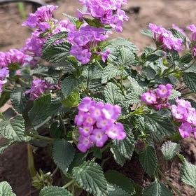 Photo of the plant species Trailing Lantana by @CozyRemuremu8 named Sir Plancelot on Greg, the plant care app