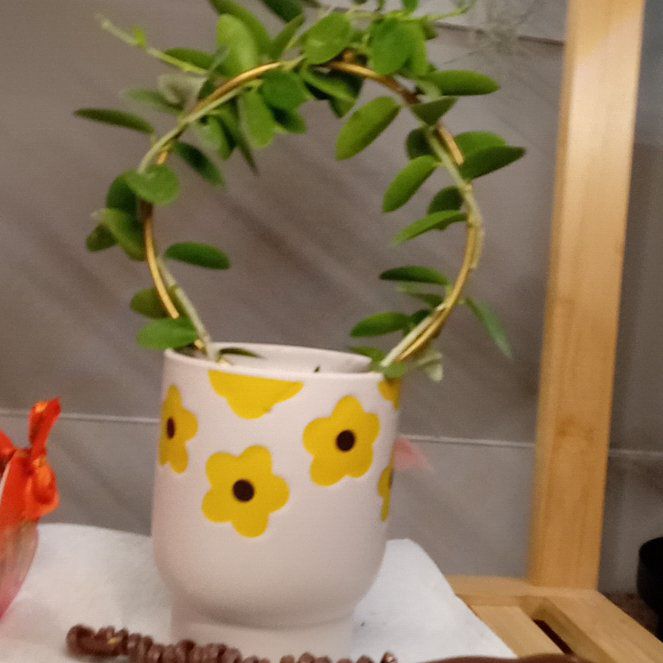 Photo of the plant species Hoya commutata by @TenableQuince84 named Harmony on Greg, the plant care app