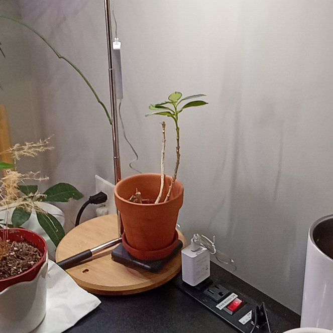 Photo of the plant species Hota Rosita by @TenableQuince84 named Gaga on Greg, the plant care app