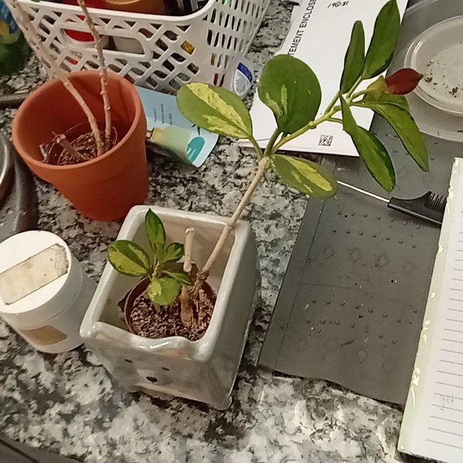 Photo of the plant species Hota Rosita by @TenableQuince84 named Kesha on Greg, the plant care app