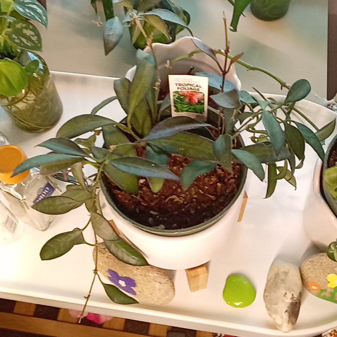 Photo of the plant species Hoya rosita 'Adrift' by @TenableQuince84 named Pax on Greg, the plant care app