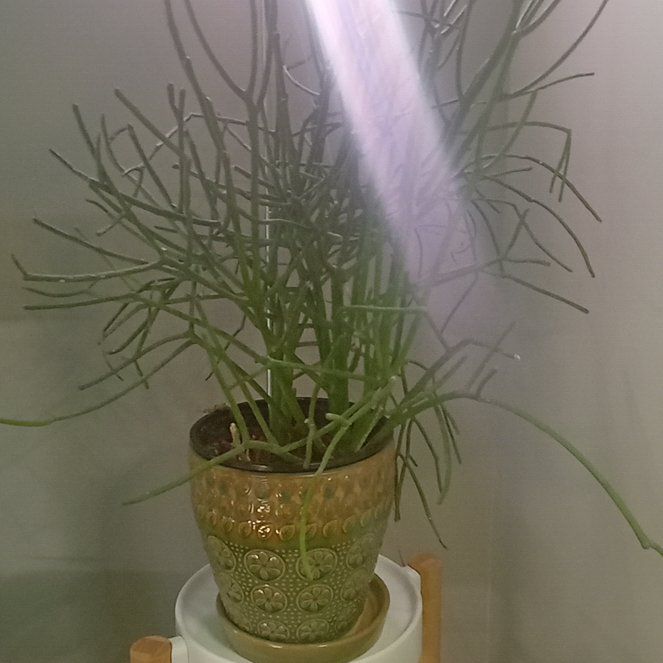 Photo of the plant species Fire Sticks by @TenableQuince84 named Figyonce on Greg, the plant care app