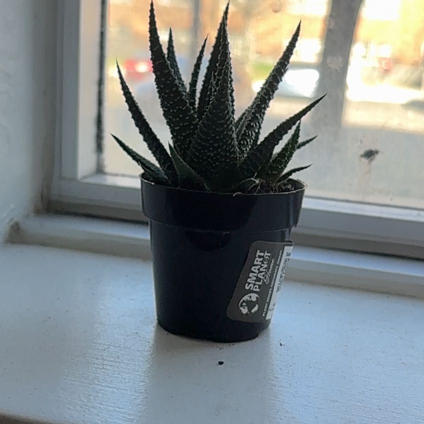 Photo of the plant species Haworthia fasciata 'Universe' by @LucentWodyetia named Moop on Greg, the plant care app