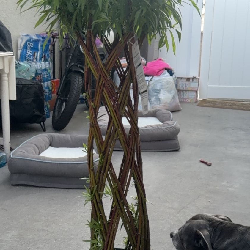 Photo of the plant species braided willow by @YardRedbanana13 named Filipino on Greg, the plant care app