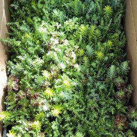 Photo of the plant species Tasteless Stonecrop by @ExoticPetunia55 named Captain Plant-it on Greg, the plant care app