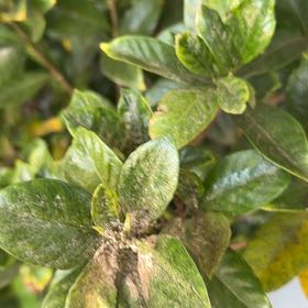 Photo of the plant species Gardenia by @IconLoquat35 named Maya on Greg, the plant care app