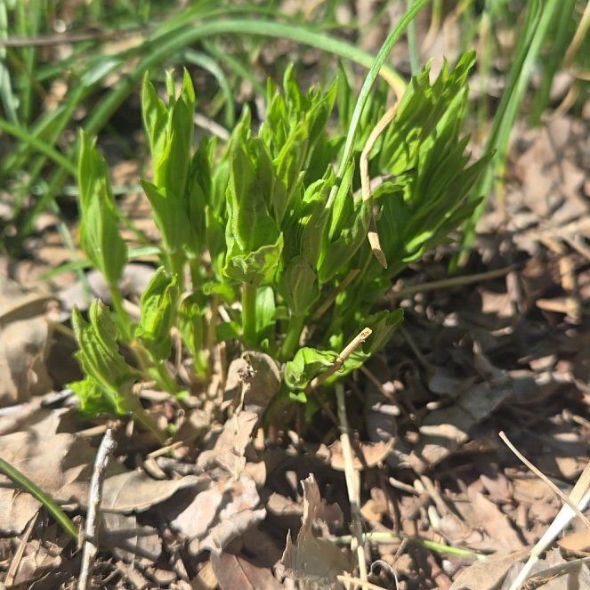Photo of the plant species Common Shootingstar by @StableCatmint named Madonna on Greg, the plant care app