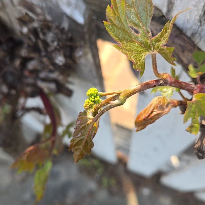 Photo of the plant species Fragrant Sumac by @StableCatmint named ChloroPhil on Greg, the plant care app