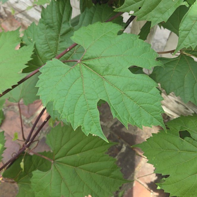 Photo of the plant species Frost Grape by @StableCatmint named Scarlett on Greg, the plant care app