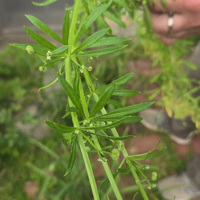 Photo of the plant species Goose Grass by @StableCatmint named Tolkien on Greg, the plant care app