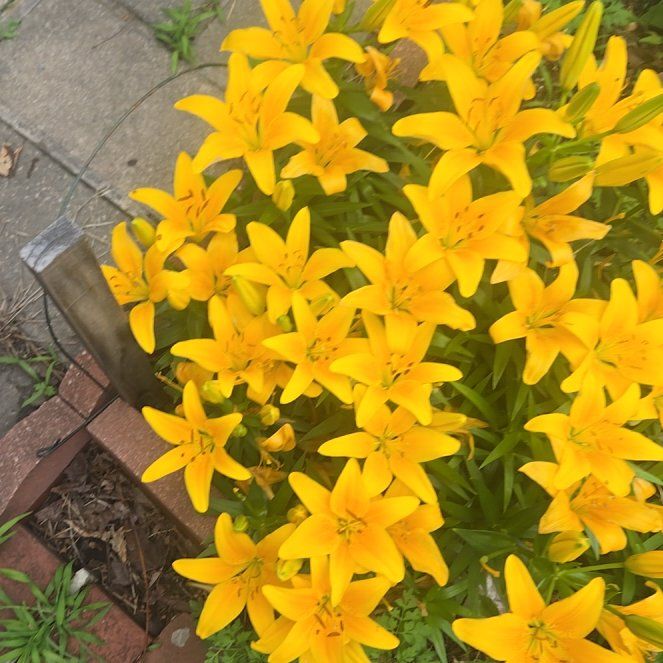 Photo of the plant species Flame of the Woods by @StableCatmint named Harper on Greg, the plant care app
