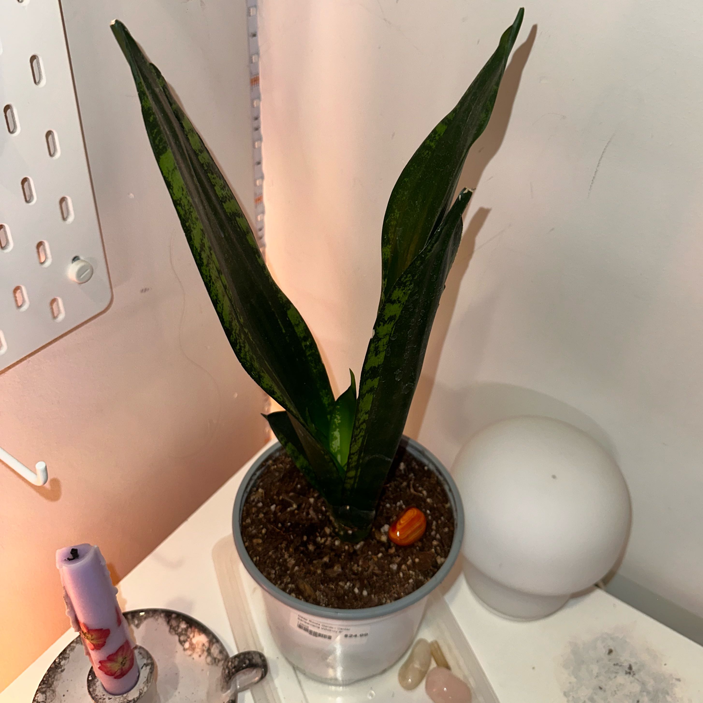 Photo of the plant species Whitney Sansevieria by @MightyMakura named Rosa on Greg, the plant care app