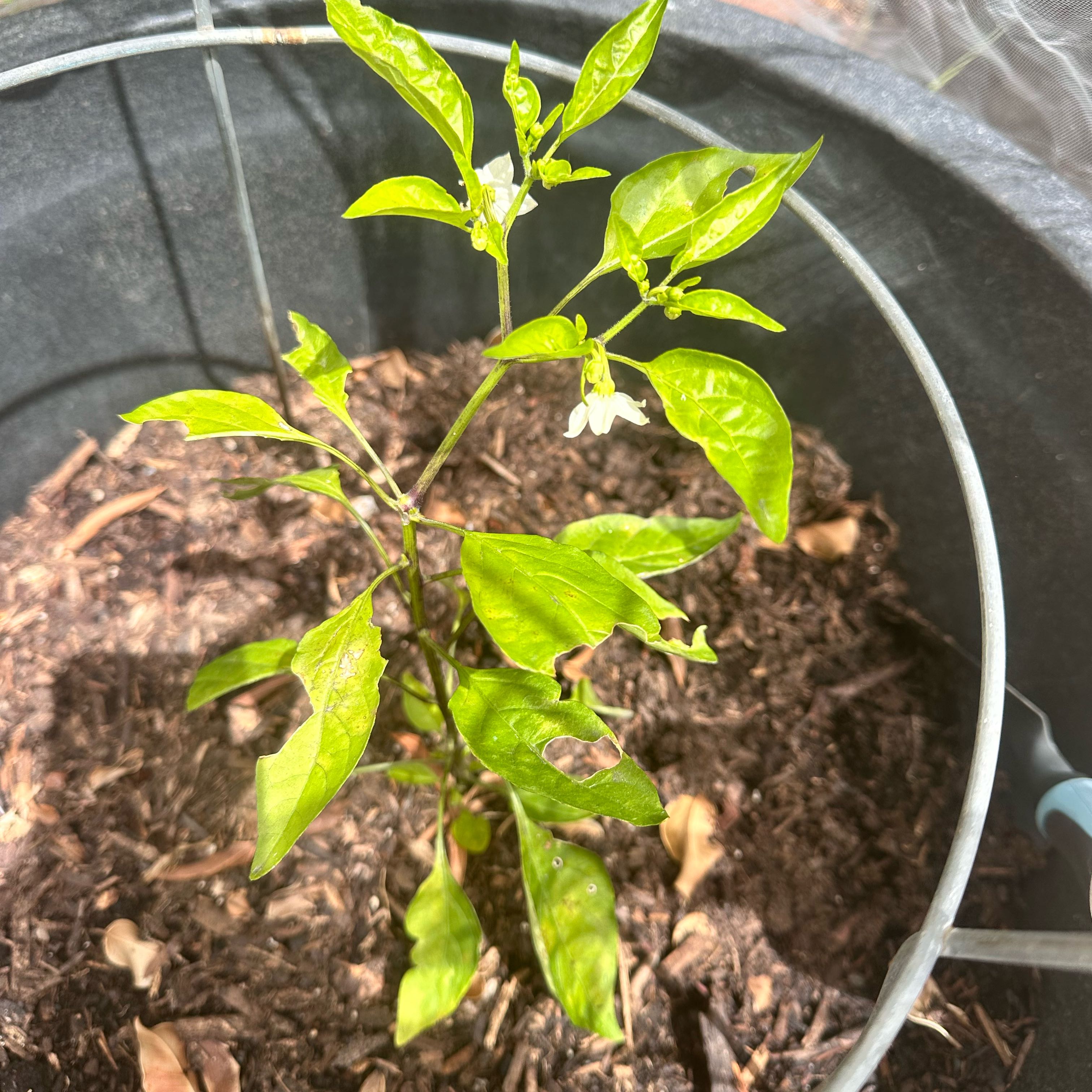 Photo of the plant species Sweet Pepper 'Shishito' by @MightyMakura named Drake on Greg, the plant care app