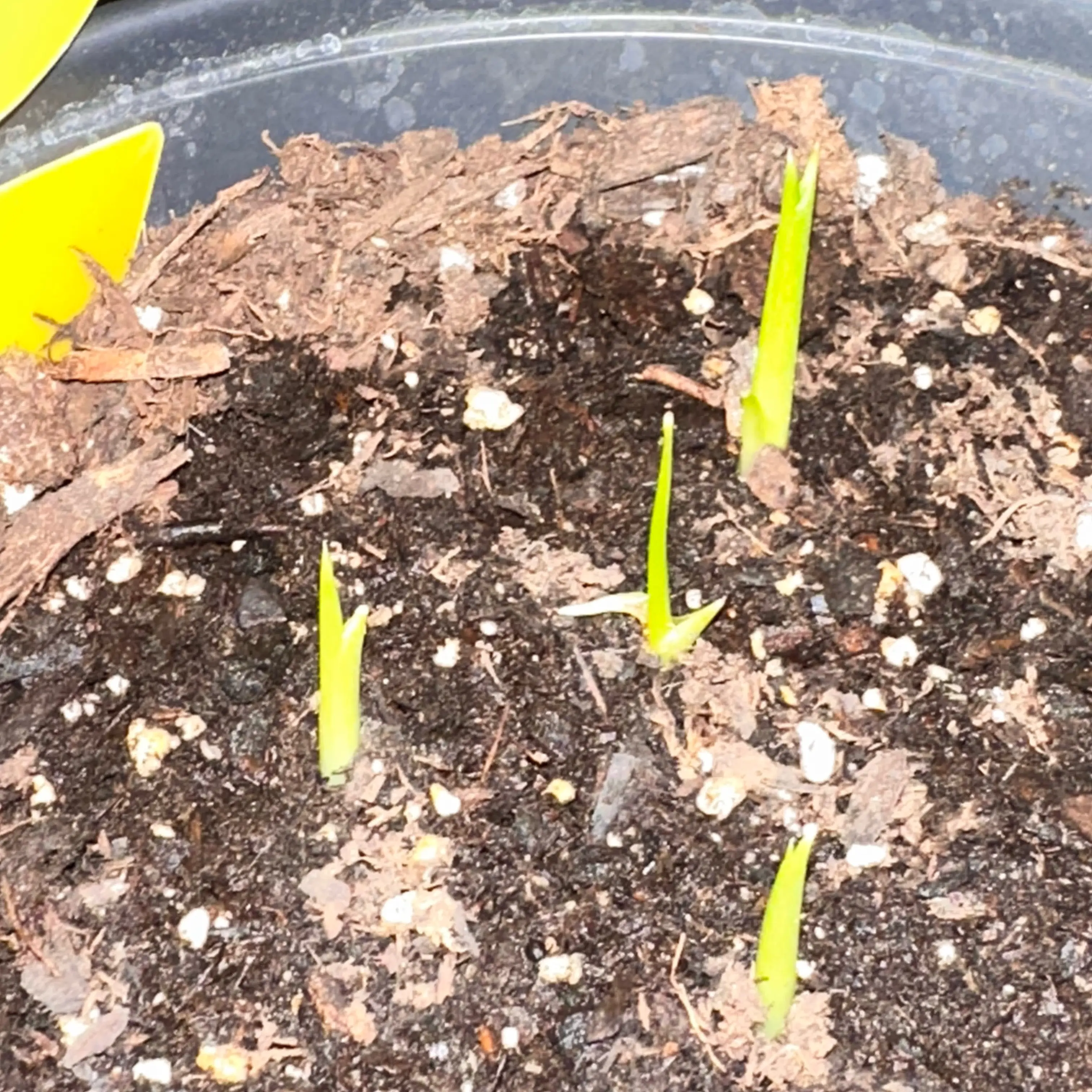 Photo of the plant species Zantedeschia 'Purple Sensation' by @MightyMakura named Apollo on Greg, the plant care app
