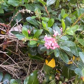 Photo of the plant species Redclaws by @ChiefCentella86 named Drake on Greg, the plant care app