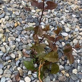 Photo of the plant species Cherry Plum by @ChiefCentella86 named Lavender on Greg, the plant care app
